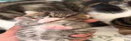 Mixed Breed cats for sale: 4 Kittens Available (Prize Winning Stock 🏆) in Croydon - Advert 3