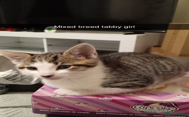 Mixed Breed cats - Advert 2