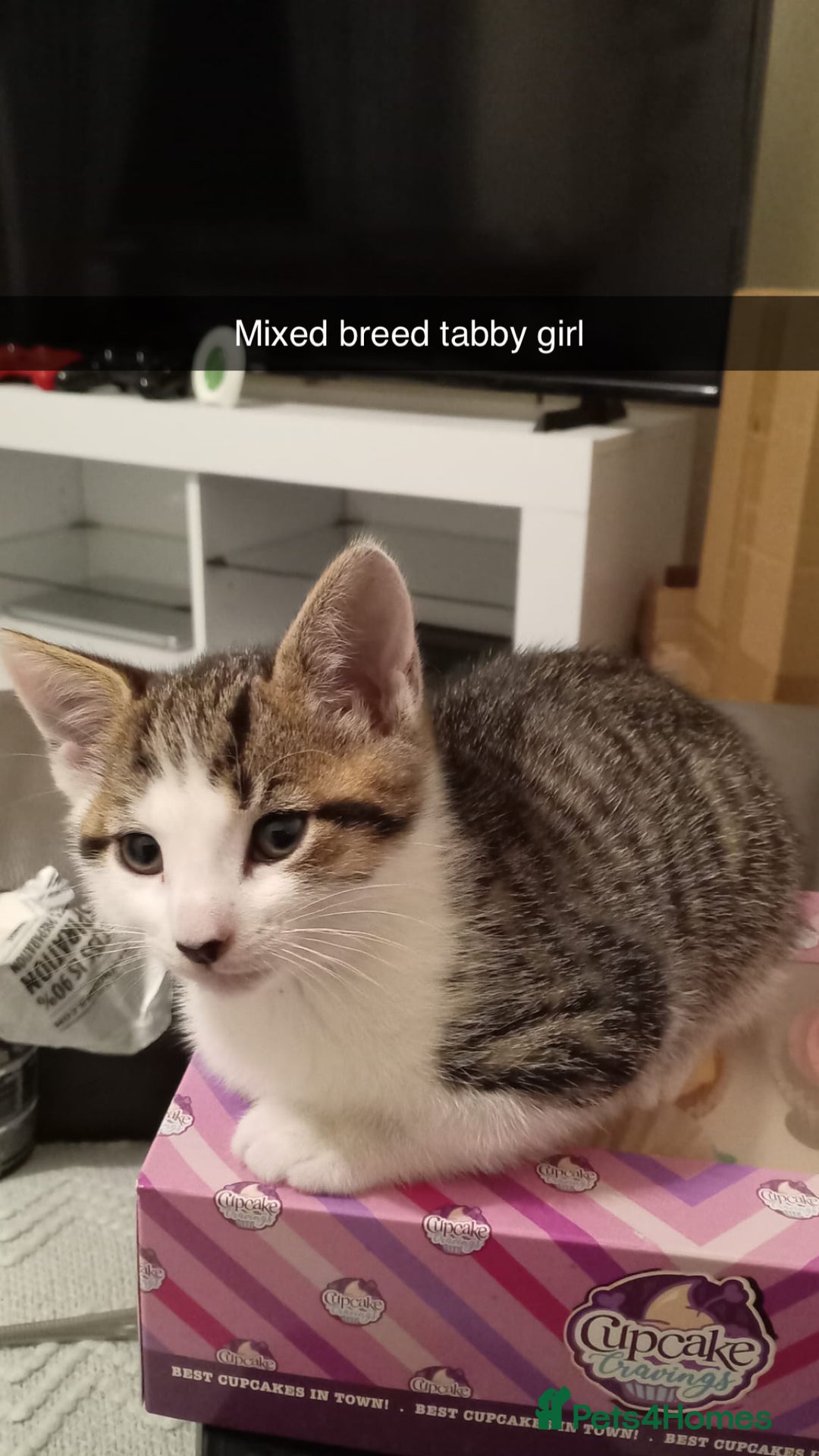 Mixed Breed cats for sale: MIXED BREED TABBY GIRL LAST ONE - Image 1
