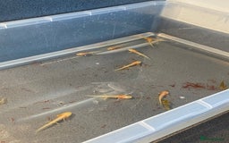 Axolotl reptiles for sale: BABY AXOLOTLS  - Image 2