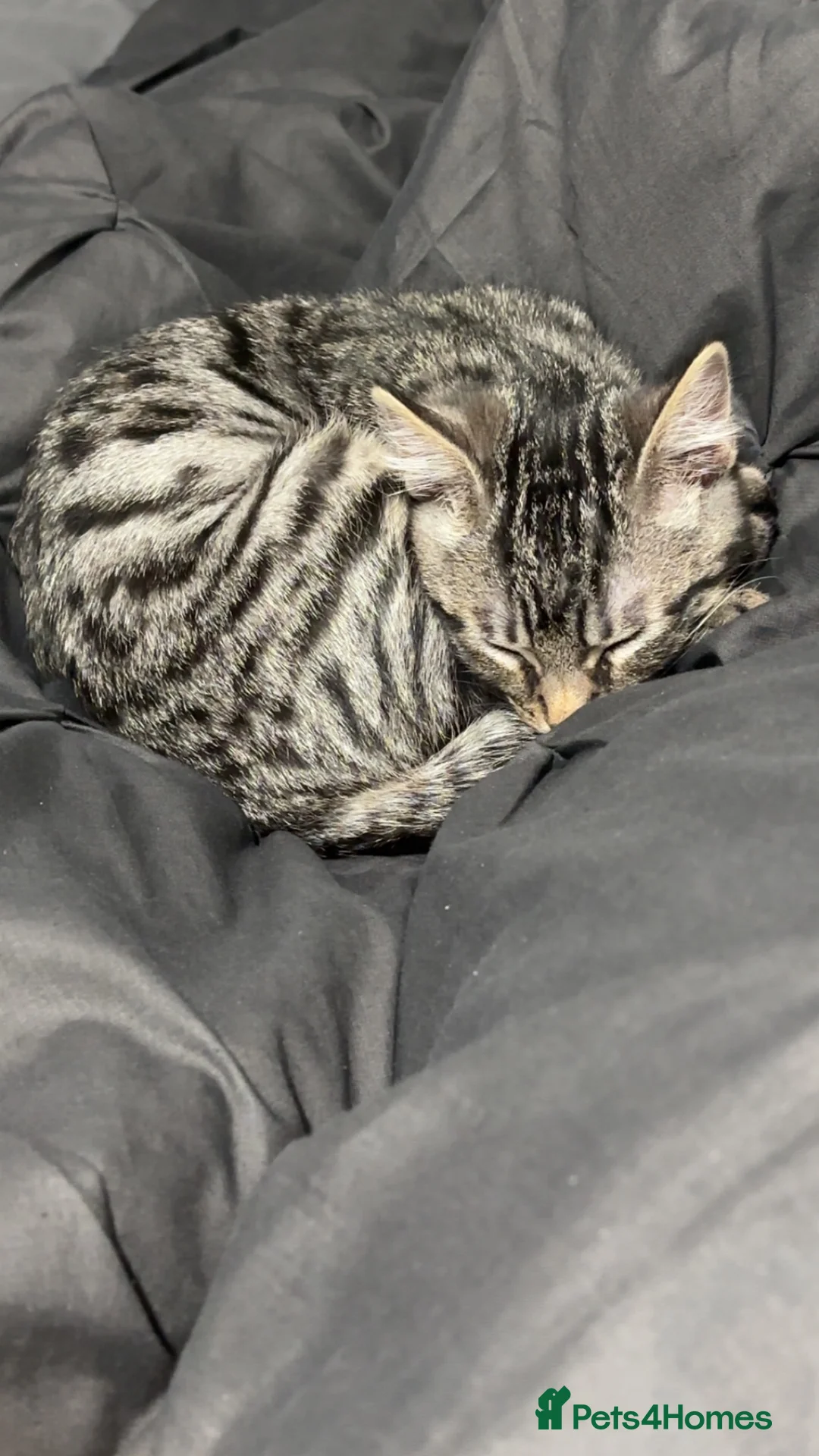 Mixed Breed cats for sale: Cute kitten for sale  - Advert 4