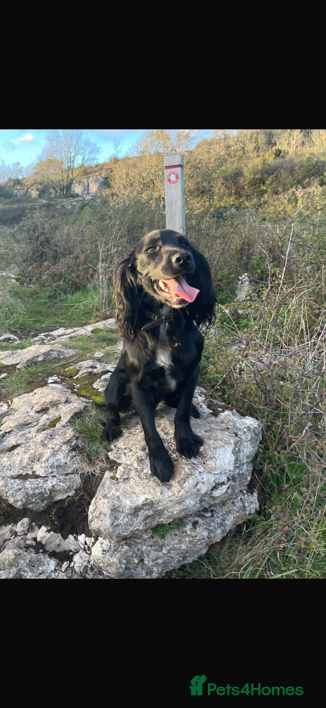 Cocker Spaniel dogs for sale: X1 Cocker spaniel boy remaining  - Advert 3