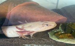 Other/Mixed Breed fish for sale: Leucistic Axolotle  - Image 3