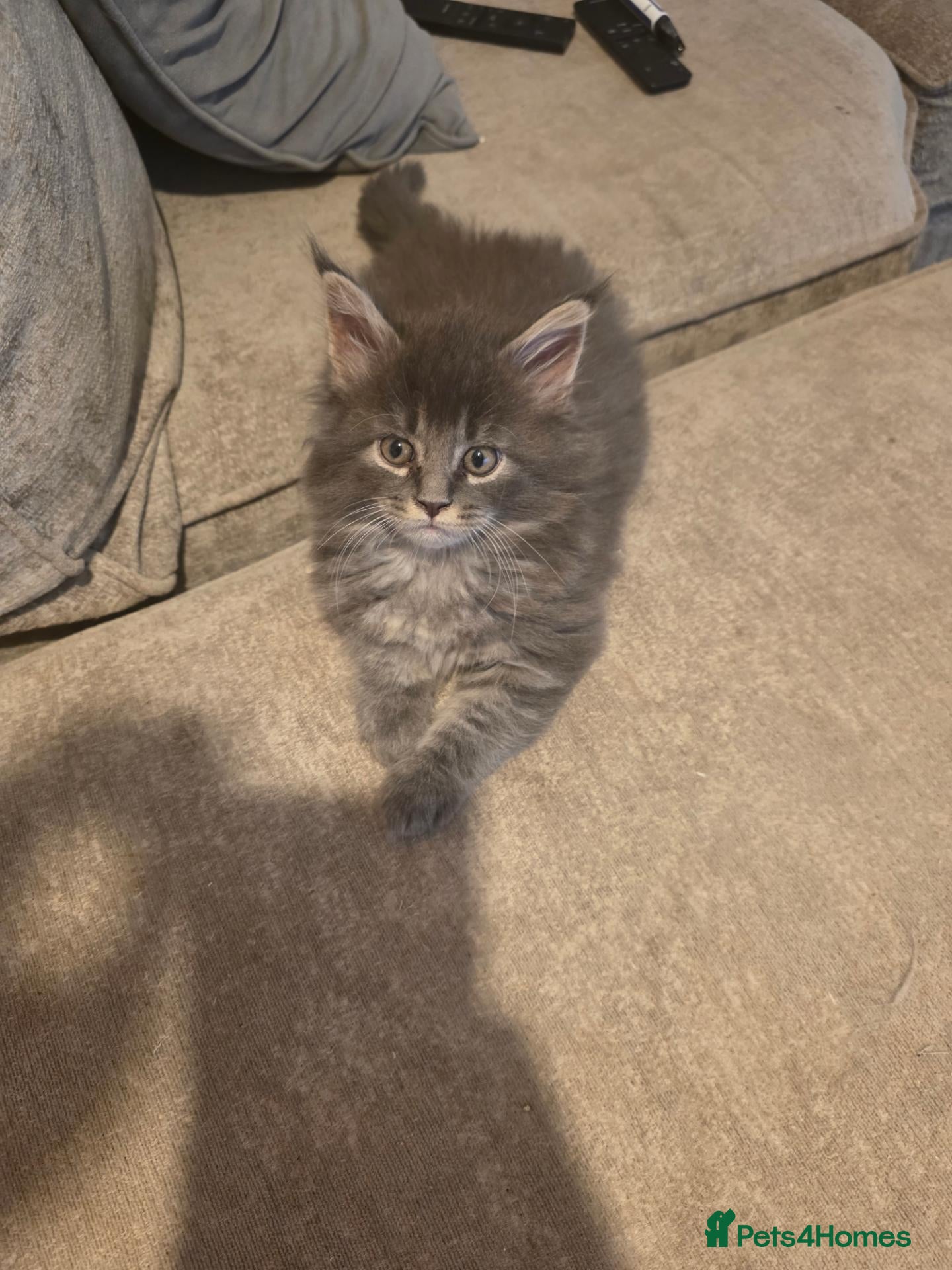 Maine Coon cats Maine coon kittens  - Advert 2