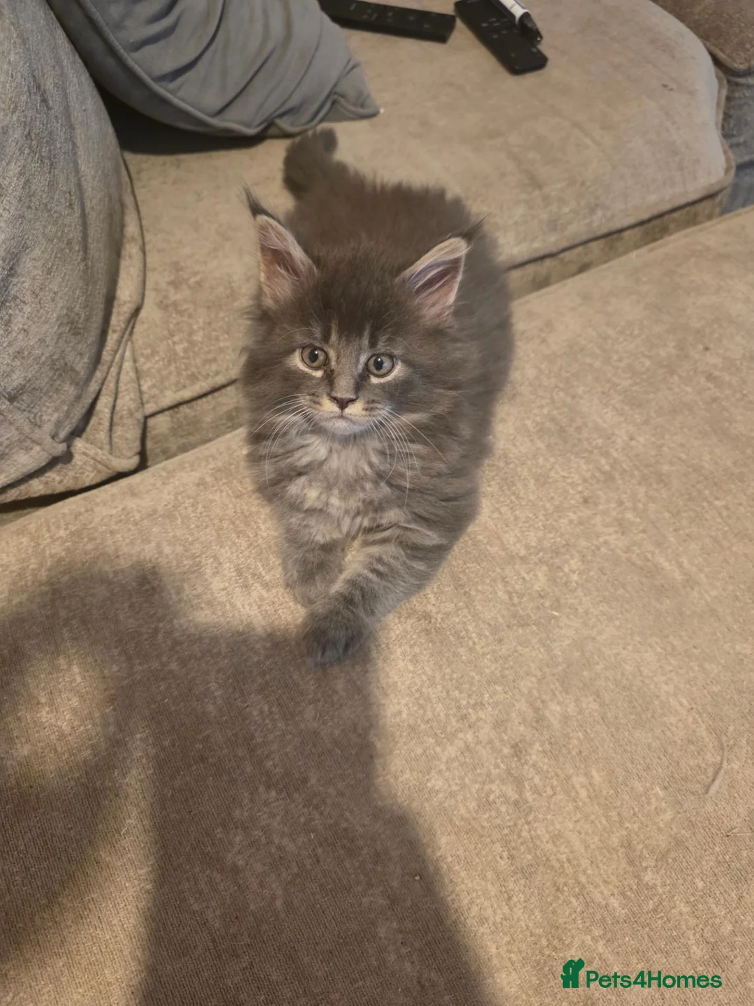 Maine Coon cats for sale: Maine coon kittens  - Advert 2