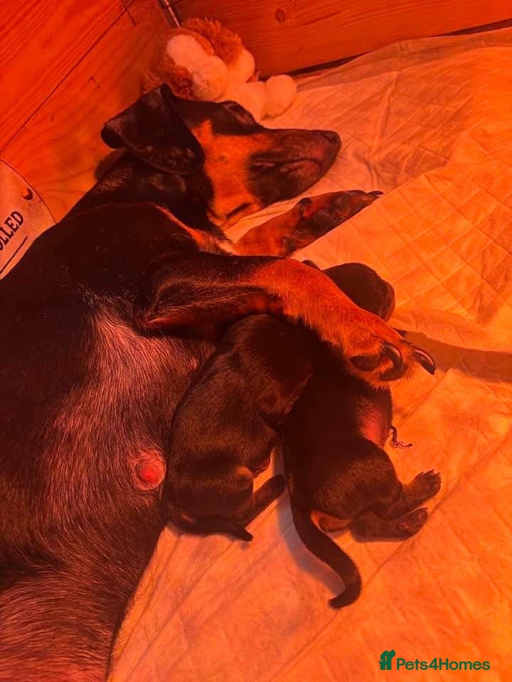 Dachshund dogs Dachshund puppies - Advert 9