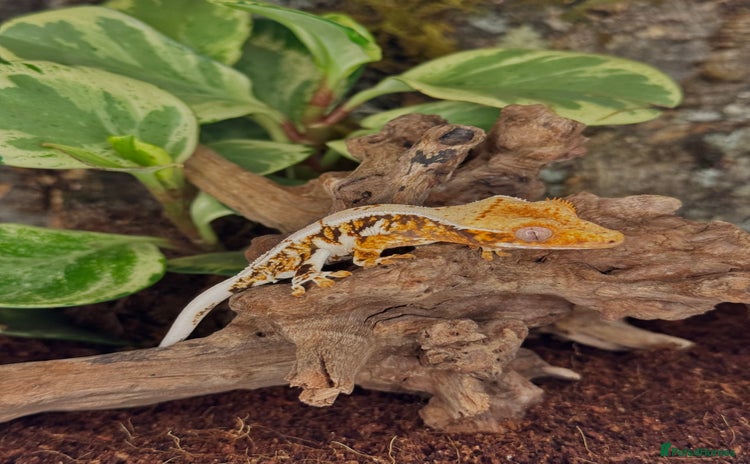 Gecko reptiles - Advert 1
