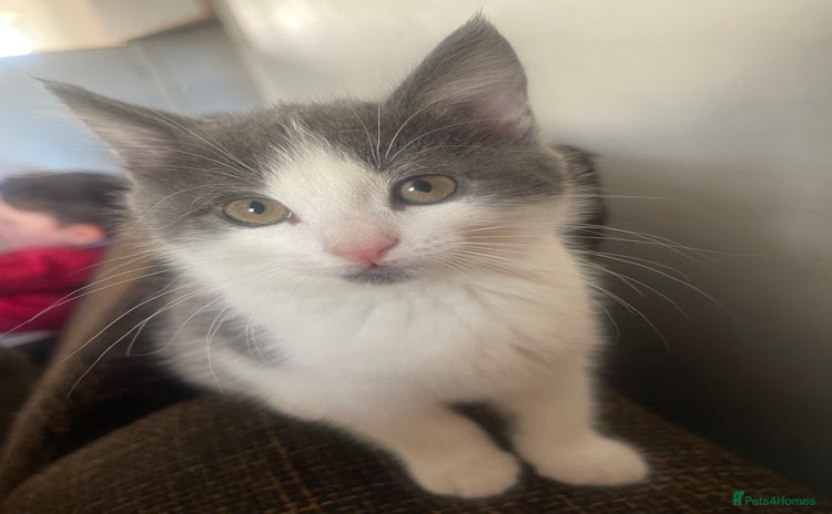 Mixed Breed cats - Advert 1