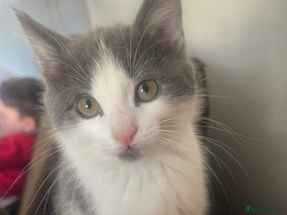 Mixed Breed cats - Advert 39