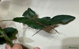 Stick Insects invertebrates for sale: Stick insects. Macleays spectre and red winged - Image 3