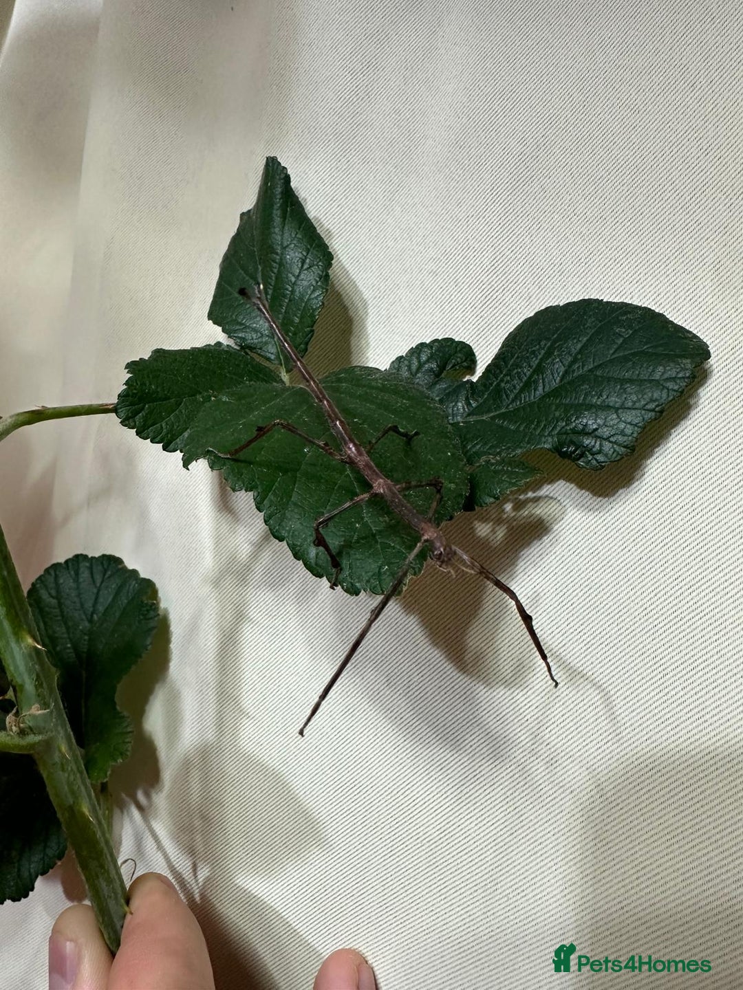 Stick Insects invertebrates for sale: Stick insects. Macleays spectre and red winged - Image 3