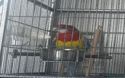 Parakeets birds for sale: Eastern Rosella - Image 2