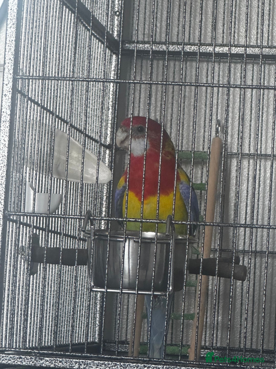 Parakeets birds for sale: Eastern Rosella - Image 2