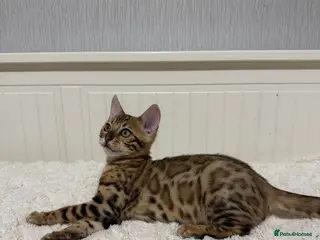 Bengal cats 🐆Adorable pedigree bengal kittens🐆 - Advert 2