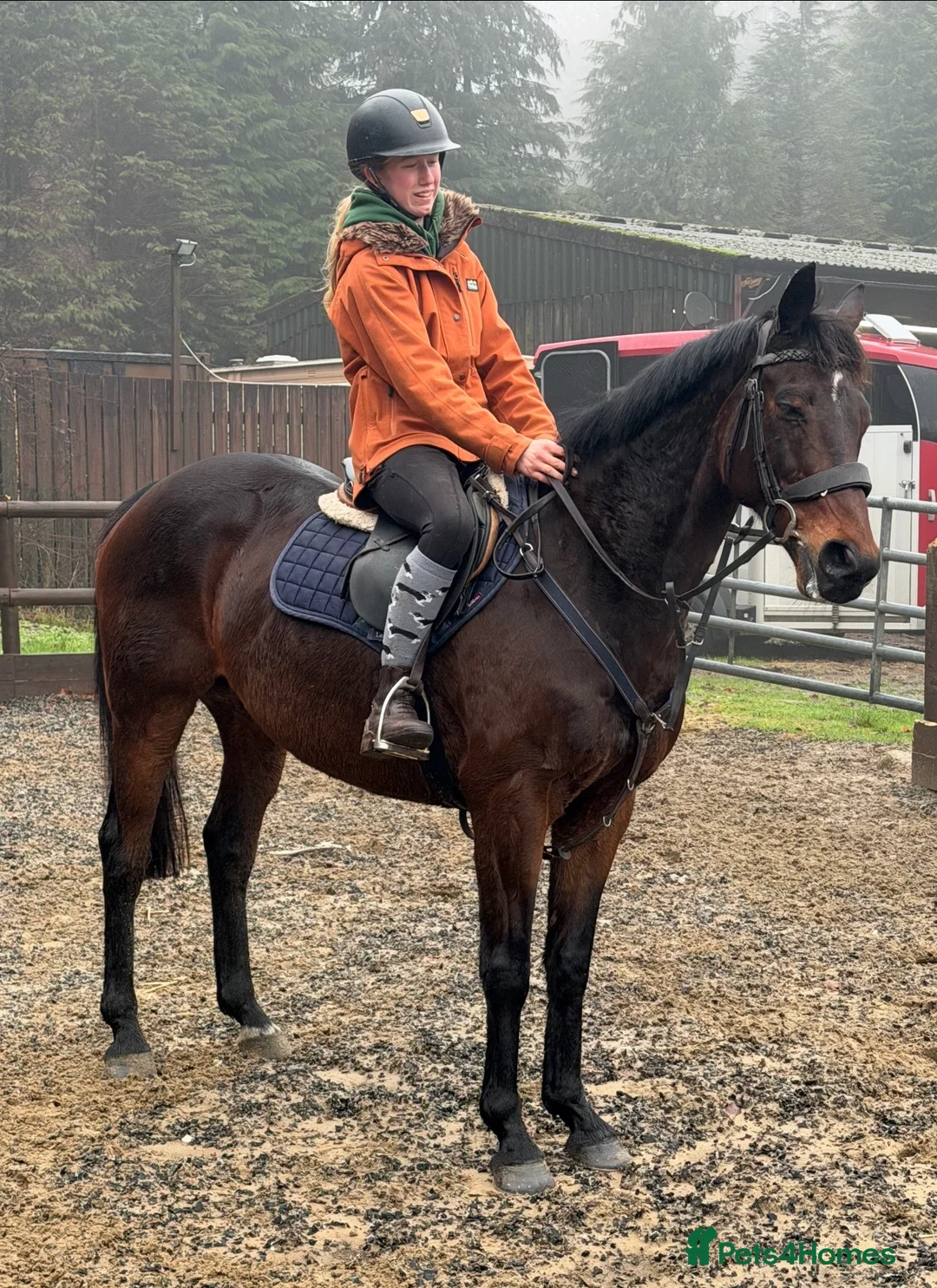 Irish Thoroughbred horses for sale: The legend that is brownie  - Advert 2