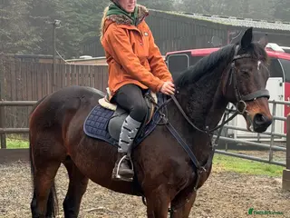 Irish Thoroughbred horses The legend that is brownie - Advert 2