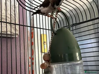 Finches birds Breeding pair finches - Advert 3