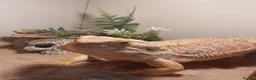 Bearded Dragon reptiles for sale: Bearded Dragon - Smaug - Advert 1