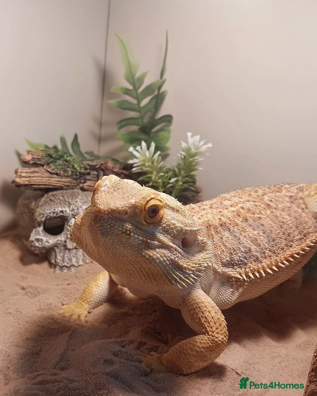 Bearded Dragon reptiles for sale: Bearded Dragon - Smaug - Advert 1