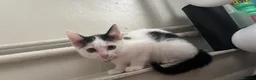 Mixed Breed cats for sale: Female Kittens  - Advert 9