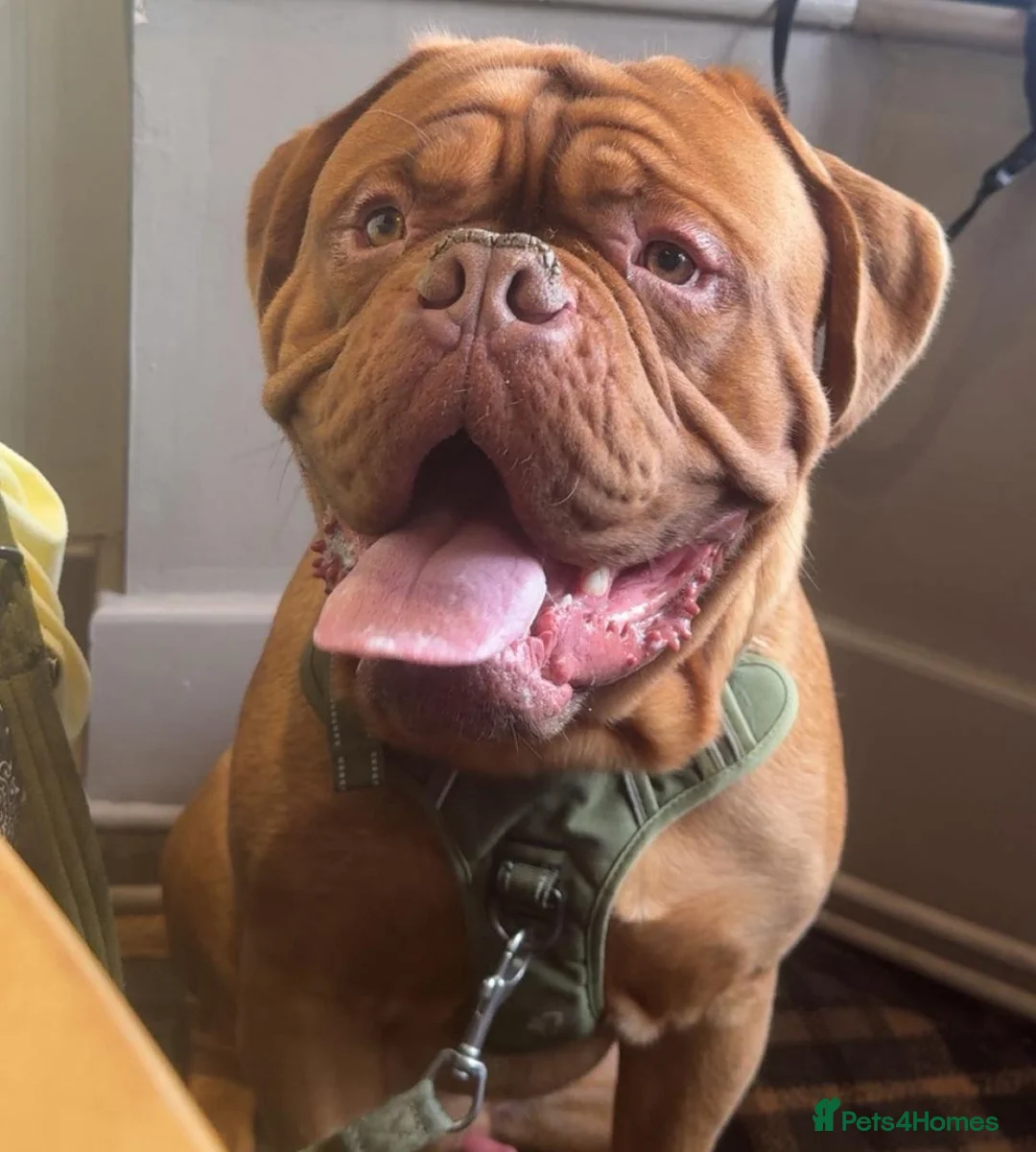 Dogue De Bordeaux dogs for stud: FREE Stud Dogue - Advert 3