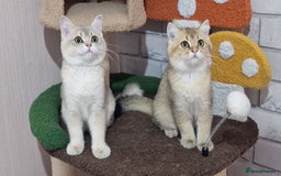 British Shorthair cats for sale: Pedigree British shorthair boy, Champion parents.  - Image 4