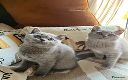 British Shorthair cats for sale: Kind Souls Fluffy Coats British Shorthair Kittens - Image 36