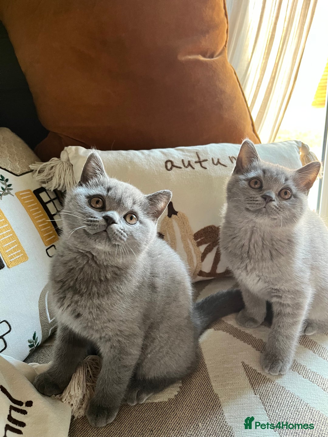 British Shorthair cats for sale: Kind Souls Fluffy Coats British Shorthair Kittens - Image 36