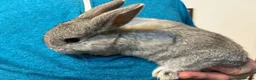 Dwarf Lop rabbits for sale: Dwarf lop cross with Netherland dwarf bunnies  in Tenby - Advert 2