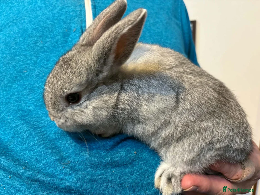 Dwarf Lop rabbits for sale: Dwarf lop cross with Netherland dwarf bunnies  in Tenby - Advert 2