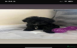 Cavapoo dogs for sale: Stunning cavapoo puppies  - Image 7