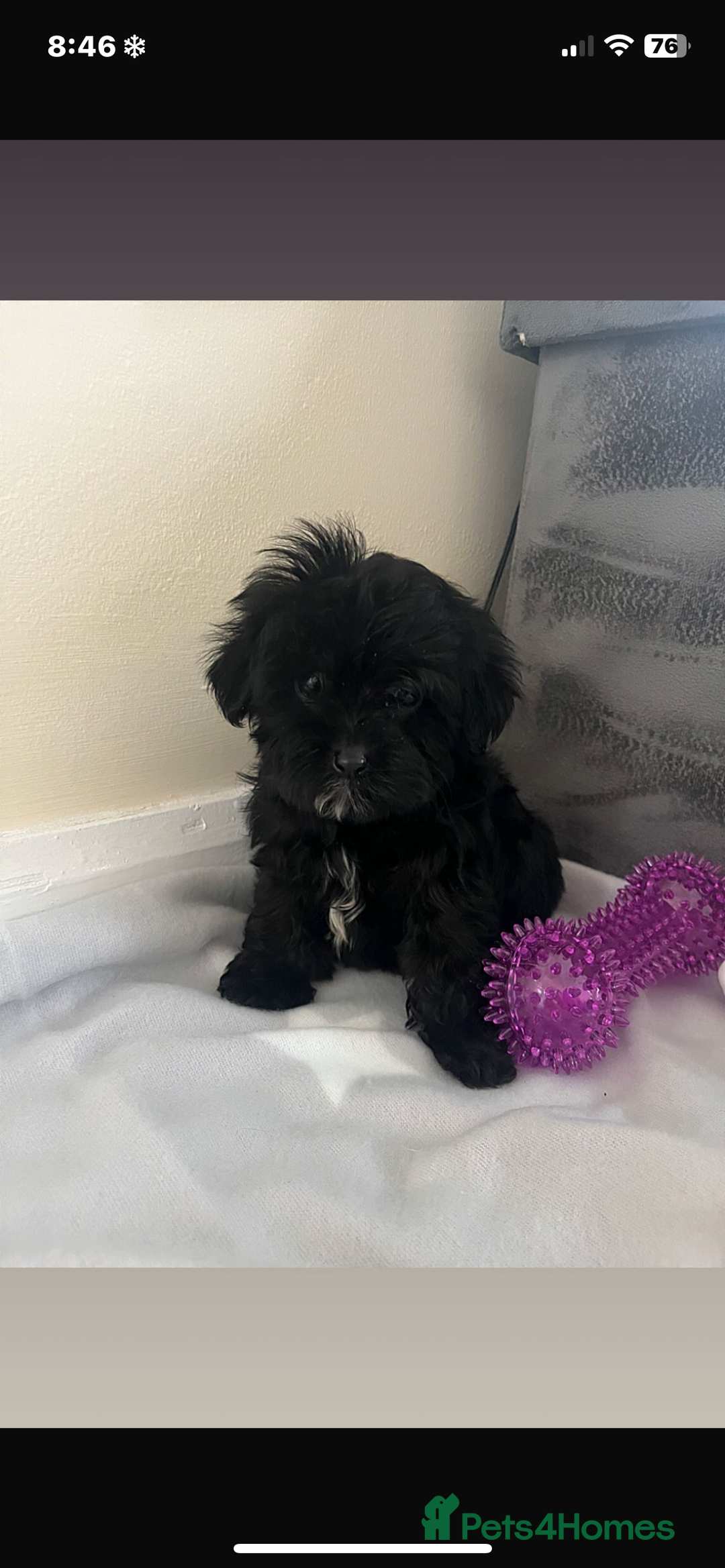 Cavapoo dogs for sale: Stunning cavapoo puppies  - Image 7