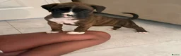 Boxer dogs for sale: ALL NOW HAVE DEPOSITS  - Advert 14