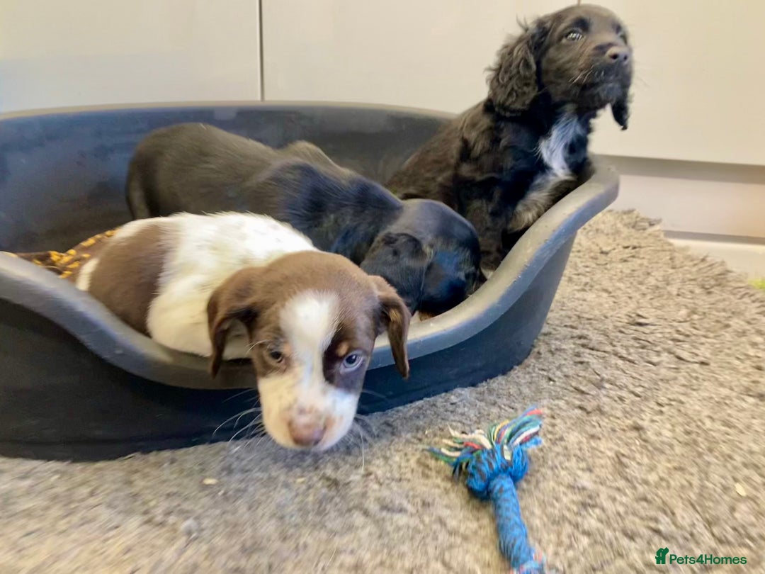 Sprocker dogs for sale: Sprocker Spaniel puppies - Advert 11