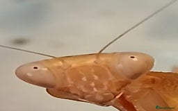 Praying Mantis invertebrates for sale: Mixed inverts mantis and more - Advert 3