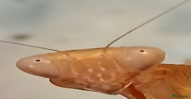 Praying Mantis invertebrates Mixed inverts mantis and more - Advert 7