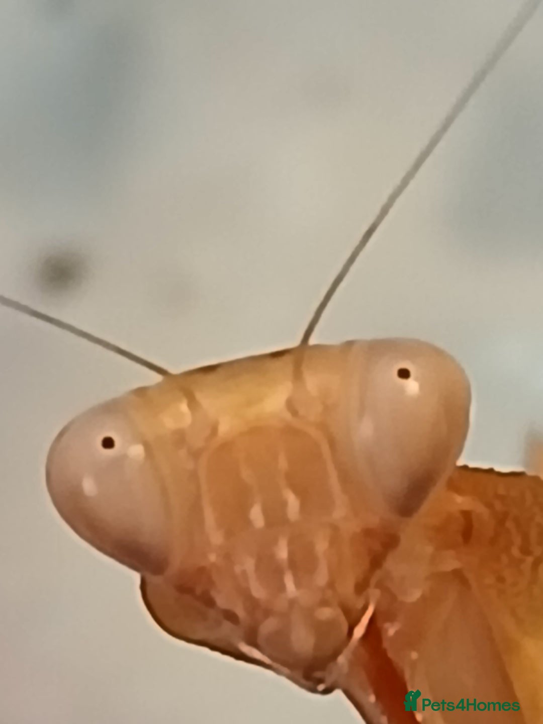 Praying Mantis invertebrates for sale: Mixed inverts mantis and more - Advert 3