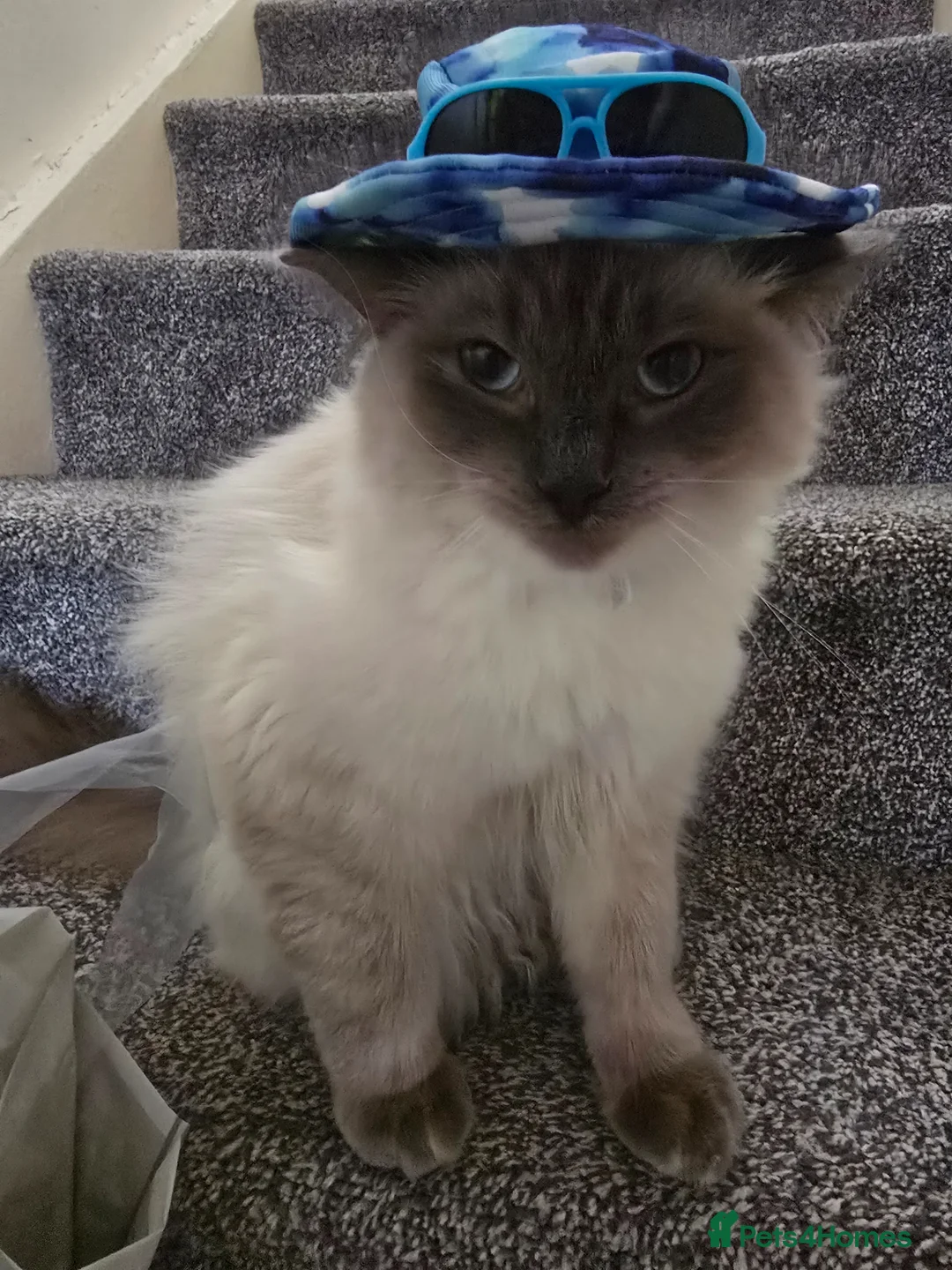 Ragdoll cats for sale: 10 month Pure bred ragdoll need rehoming asap - Advert 2