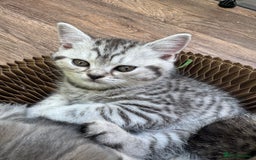 British Shorthair cats for sale: British blue / Scottish striaght kittens  - Image 18