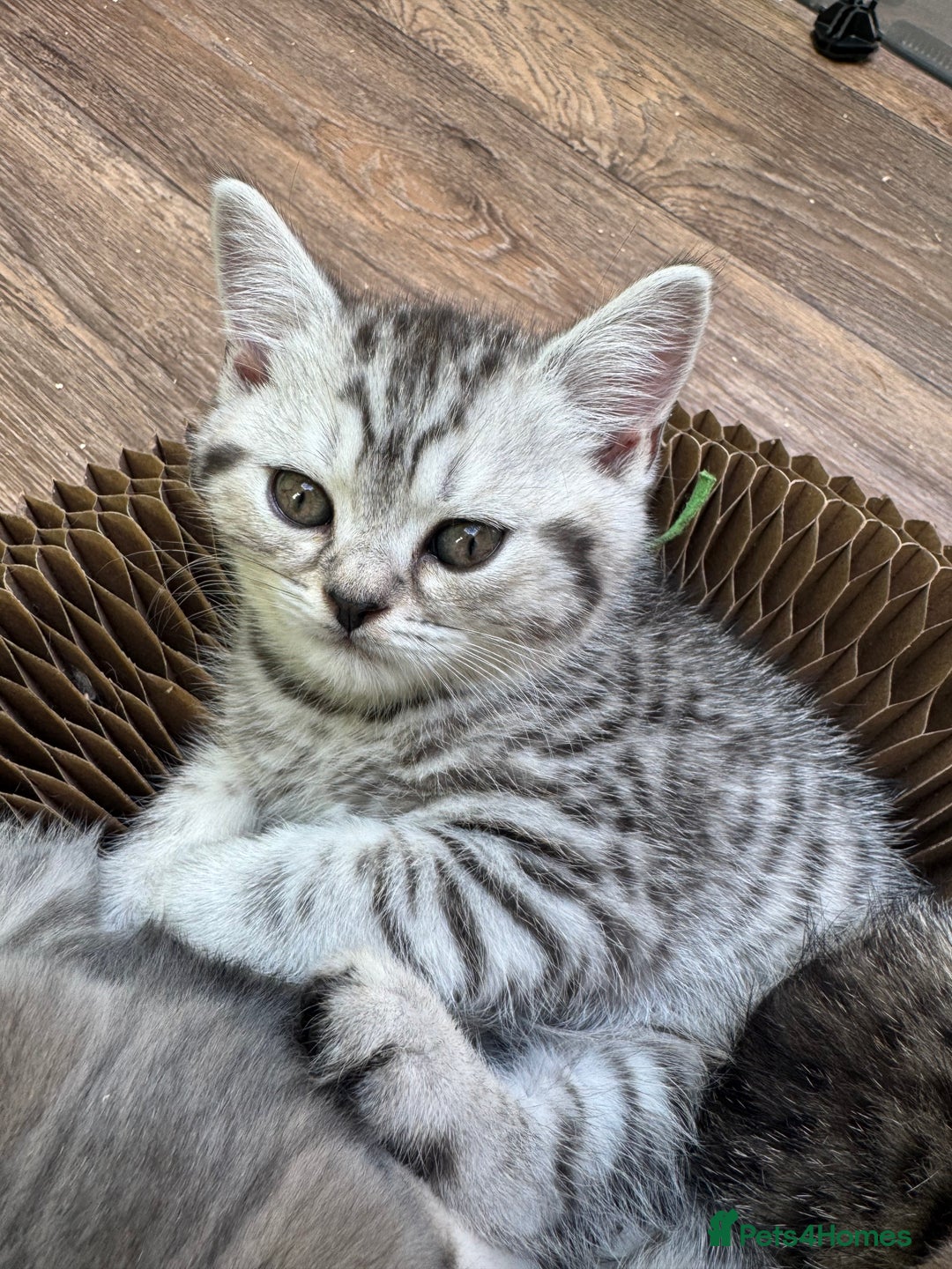 British Shorthair cats for sale: British blue / Scottish striaght kittens  - Image 18