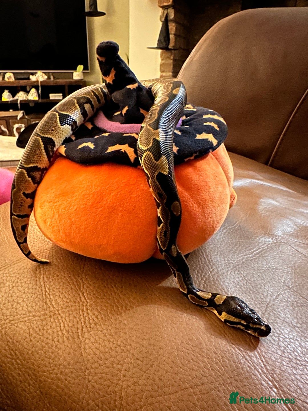 Python Snake reptiles for sale: Ball Python: young/baby  - Advert 8