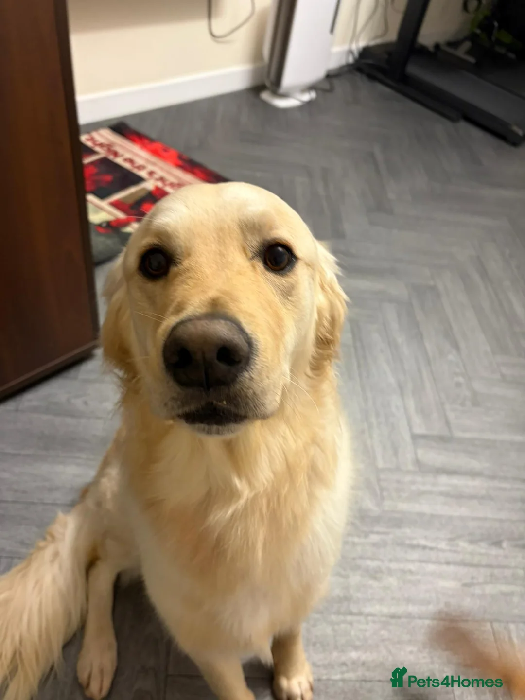 Golden Retriever dogs for sale: Meet 2 Yr old Arlo KC Registered Golden Retriever - Advert 2
