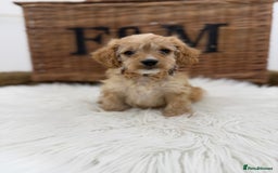 Cavapoo dogs for sale: F1 Toy cavapoos exstensively health tested - Image 5