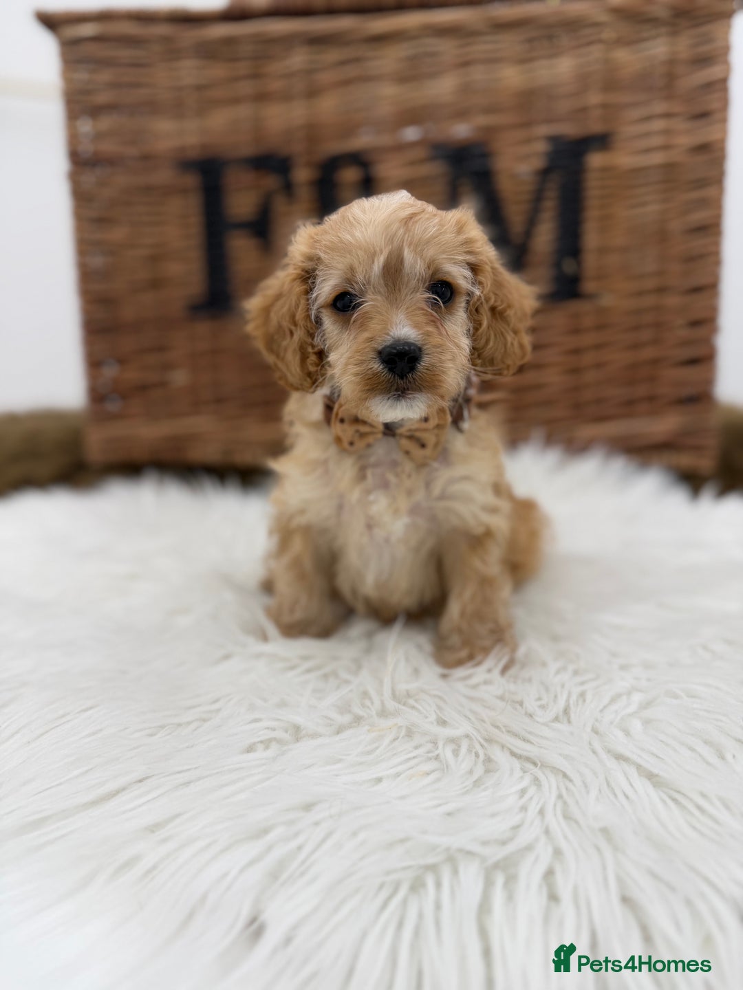Cavapoo dogs for sale: F1 Toy cavapoos exstensively health tested - Image 5