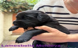 Flat coated Retriever dogs for sale: KC Registered puppies from outstanding parents. - Image 3