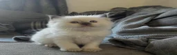 Ragdoll cats for sale: 🤎Exceptional Rare Chocolate Point Ragdoll Boy 🤎 - Advert 8