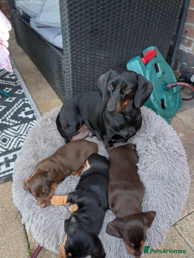 Miniature Dachshund dogs Miniature Dachshund Puppies – Cole, Nia & Bel 🐾 - Advert 19