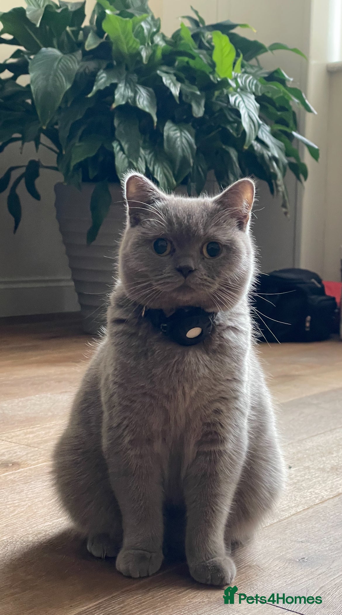 British Shorthair cats April- British Shorthair Girl  - Advert 5