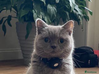 British Shorthair cats April- British Shorthair Girl Lilac - Advert 11