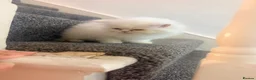 Persian cats for sale: Pershian breed - Advert 3